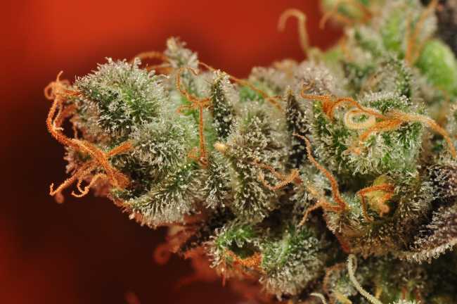 view from the top of a Panama Red cannabis bud showing its calyxes, frosty trichomes and orange hairs against a warm red background